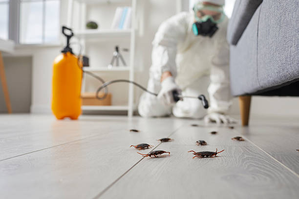 Commercial Kitchen Cockroach Control in Niantic